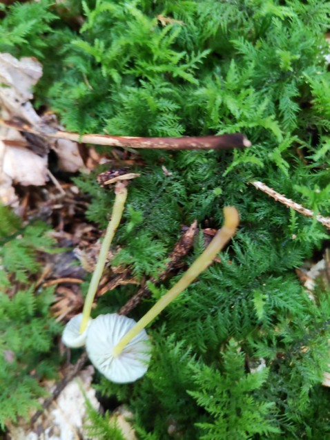 Mycena epipterygia