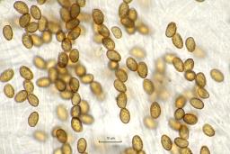 Thaxterogaster vibratilis