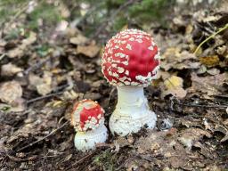 Amanita muscaria