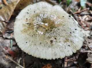 Russula virescens