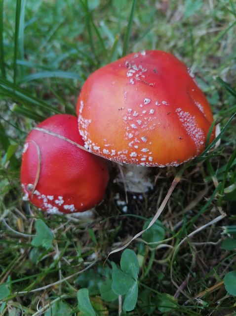 Amanita muscaria