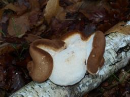 Fomitopsis betulina