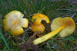Hygrocybe chlorophana