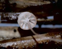 Mycena pterigena