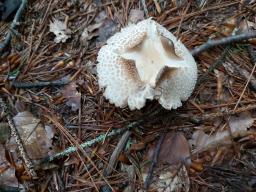 Amanita franchetii