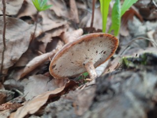 Lentinus brumalis