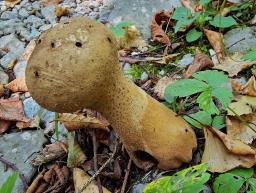 Lycoperdon excipuliforme