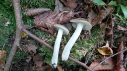 Entoloma rhodopolium