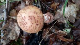 Amanita rubescens