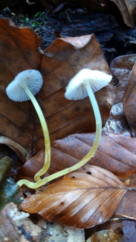 Mycena epipterygia