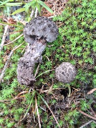 Strobilomyces strobilaceus