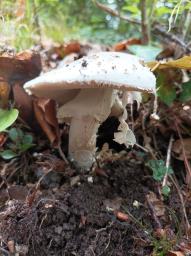 Amanita strobiliformis