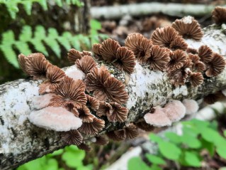 Schizophyllum commune