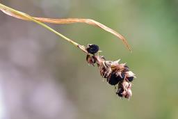 Anthracoidea sempervirentis