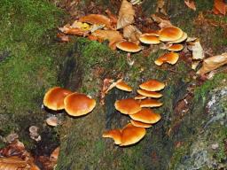 Gymnopilus penetrans