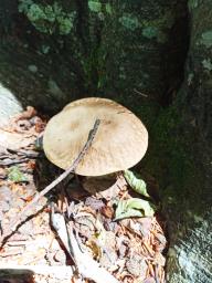 Boletus reticulatus