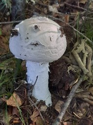 Amanita strobiliformis