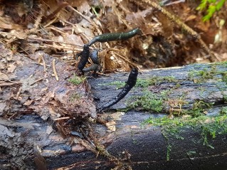 Xylaria longipes