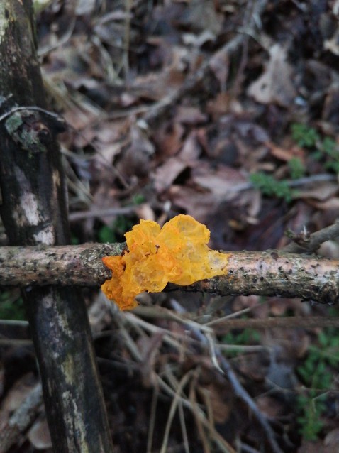 Tremella mesenterica