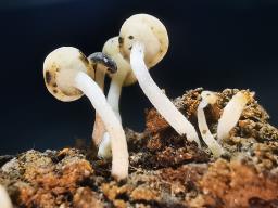 Cudoniella acicularis