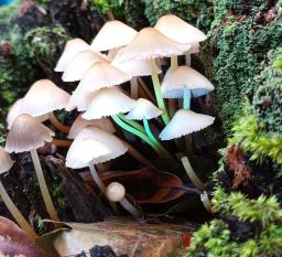 Mycena inclinata