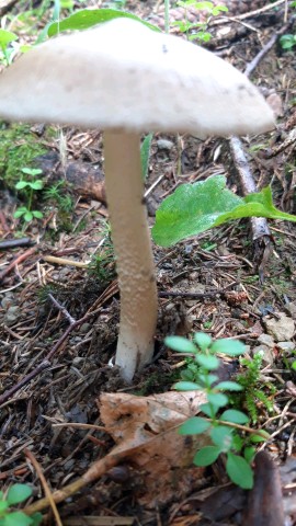 Amanita spadicea