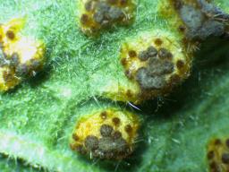 Puccinia modiolae