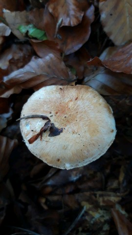 Cortinarius