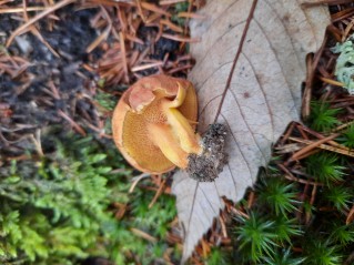 Chalciporus piperatus