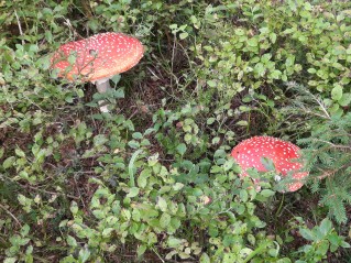 Amanita muscaria