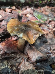 Tricholoma fucatum