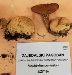 Pseudoboletus parasiticus