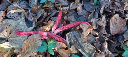 Clathrus archeri