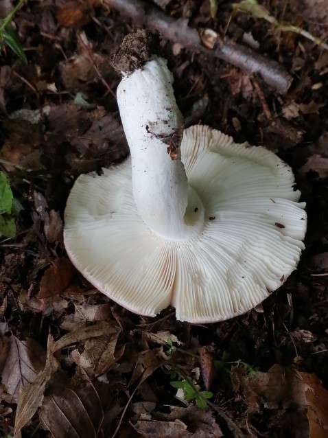 Russula vesca