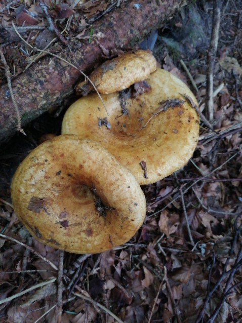 Lactarius scrobiculatus