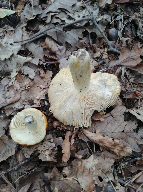 Russula aurea