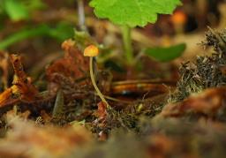Mycena acicula
