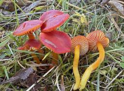 Hygrocybe coccinea