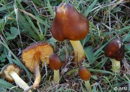 Hygrocybe spadicea