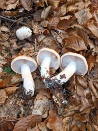 Hygrophorus pudorinus