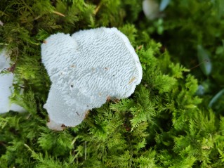 Pseudohydnum gelatinosum