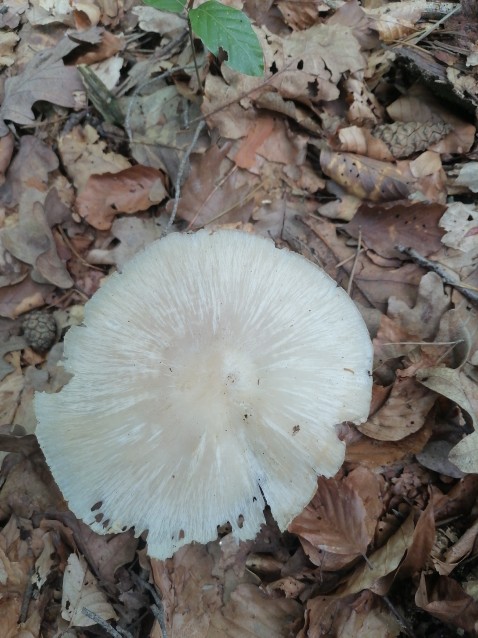 Megacollybia platyphylla