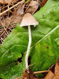 Psathyrella fibrillosa