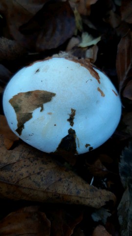 Hygrophorus cossus