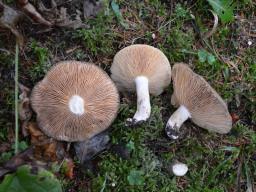 Lactarius fuliginosus