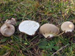 Lycoperdon lividum