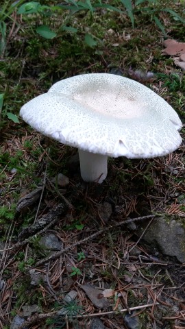 Russula virescens