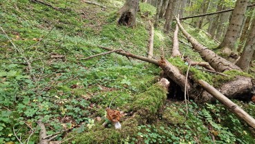 Gyromitra infula