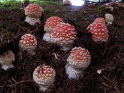 Amanita muscaria