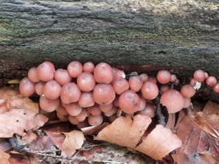 Mycena renati